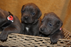 Old World Cane Corso Puppy